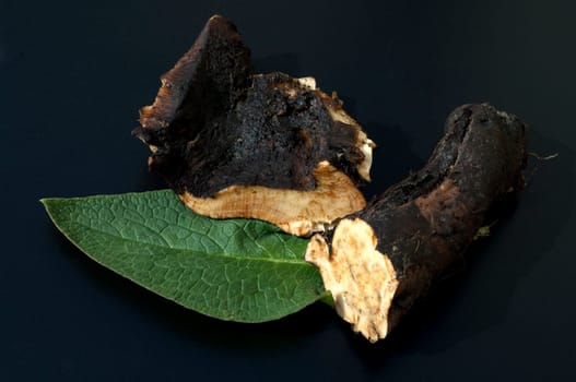 Beinwellwurzel, Symphytum  officinale