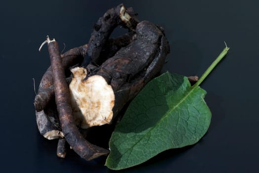 Beinwellwurzel, Symphytum  officinale