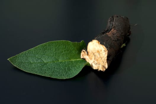 Beinwellwurzel, Symphytum  officinale