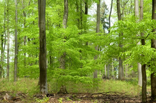 Buchenwald, Fruehling