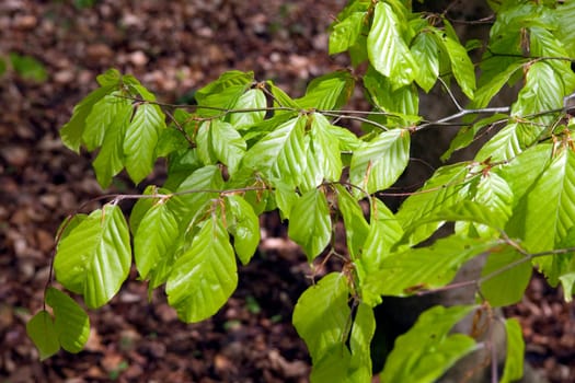 Buchenblatt  Buchenblaetter  Fruehling