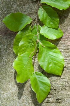 Buchenblatt  Buchenblaetter  Fruehling