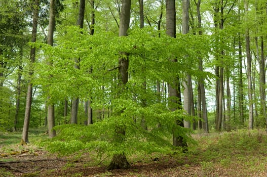 Buchenwald, Fruehling