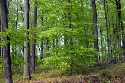 Buchenwald, Fruehling