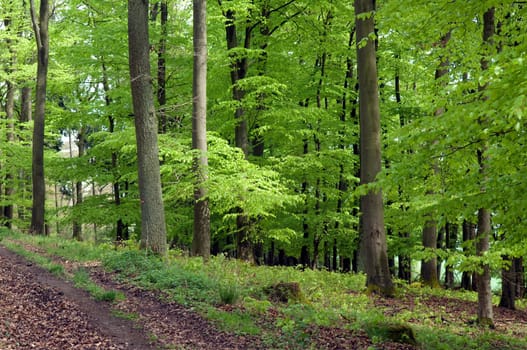 Buchenwald, Fruehling