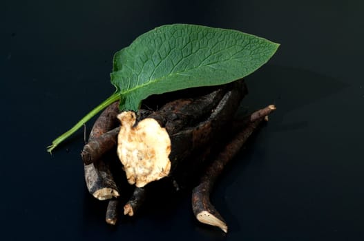 Beinwellwurzel, Symphytum  officinale
