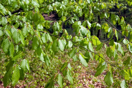 Buchenblatt  Buchenblaetter  Fruehling