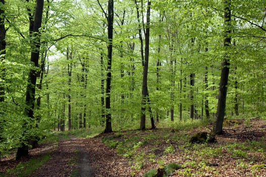 Buchenwald, Fruehling