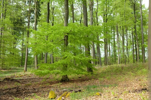 Buchenwald, Fruehling