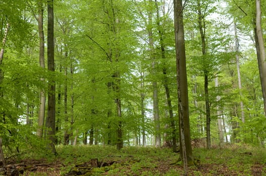 Buchenwald, Fruehling
