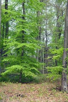 Buchenwald, Fruehling