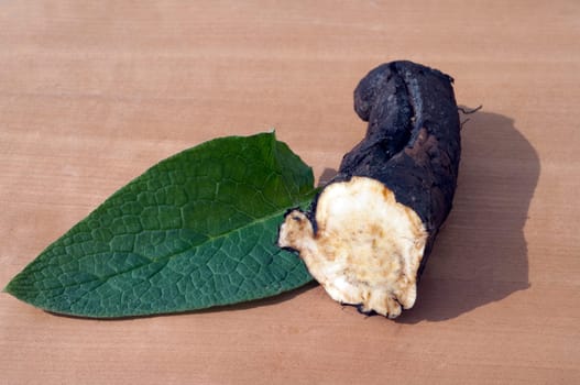 Beinwellwurzel, Symphytum  officinale