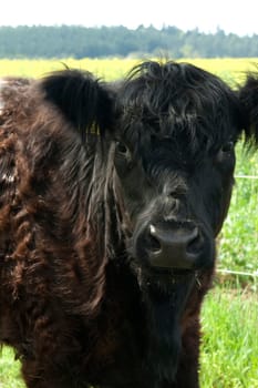 Galloway-Sattelrind, Belted, Galloway