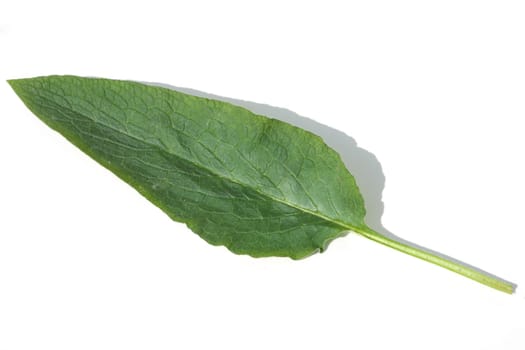 Beinwellblatt, Symphytum  officinale