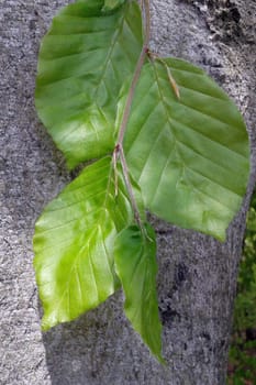 Buchenblatt  Buchenblaetter  Fruehling
