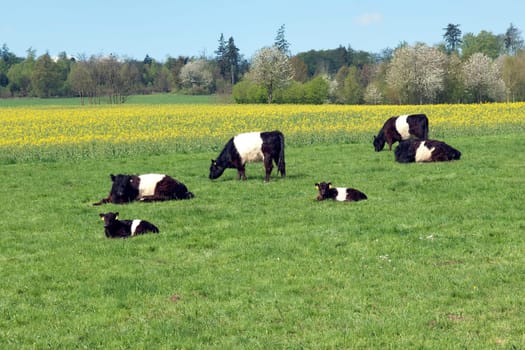 Galloway-Sattelrind, Belted, Galloway