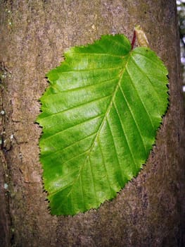 Hainbuchenblaetter  Carpinus  betulus