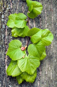 Lindenbaumblaetter, Tilia