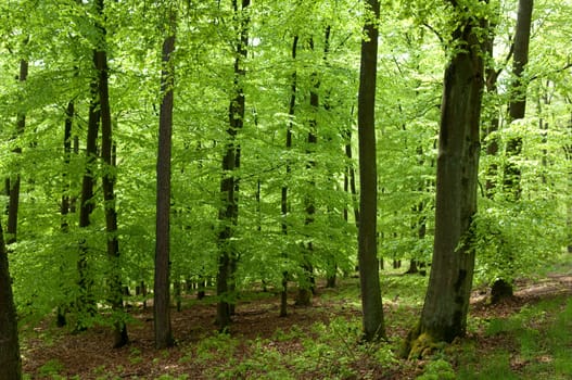 Buchenwald, Fruehling