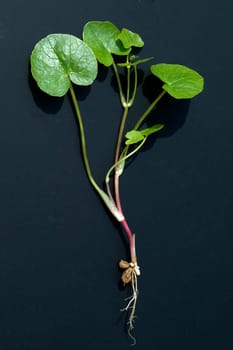 Scharbockskraut, Ranunculus, ficaria