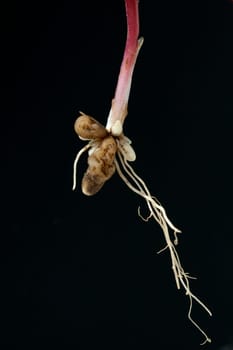 Scharbockskraut, Ranunculus, ficaria