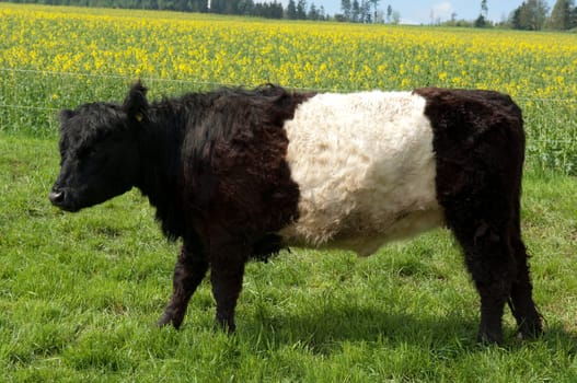 Galloway-Sattelrind, Belted, Galloway