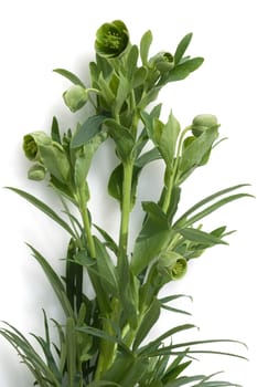 Stinkende, Nieswurz  Helleborus, foetidus