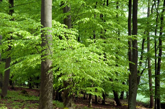 Buchenwald, Fruehling