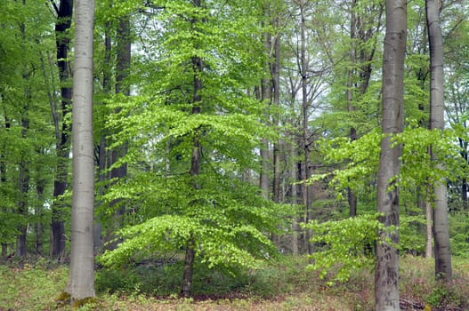 Buchenwald, Fruehling
