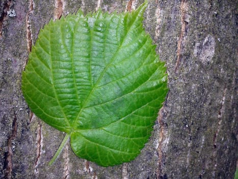 Lindenbaumblaetter, Tilia