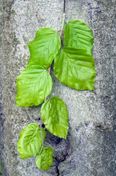 Buchenblatt  Buchenblaetter  Fruehling