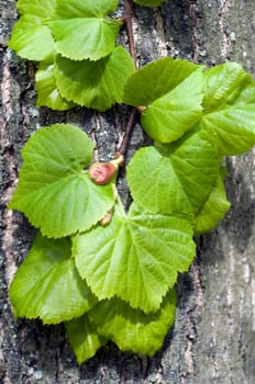 Lindenbaumblaetter, Tilia