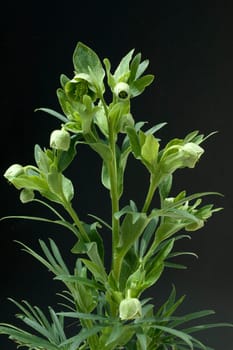 Stinkende, Nieswurz  Helleborus, foetidus