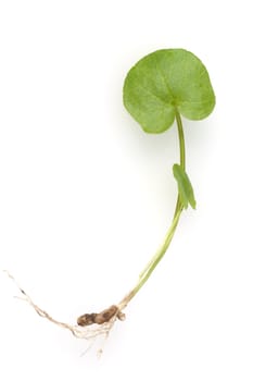 Scharbockskraut, Ranunculus, ficaria