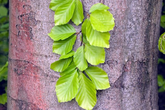 Buchenblatt  Buchenblaetter  Fruehling
