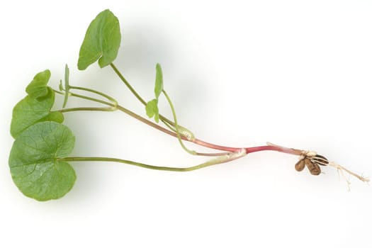 Scharbockskraut, Ranunculus, ficaria