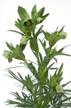 Stinkende, Nieswurz  Helleborus, foetidus
