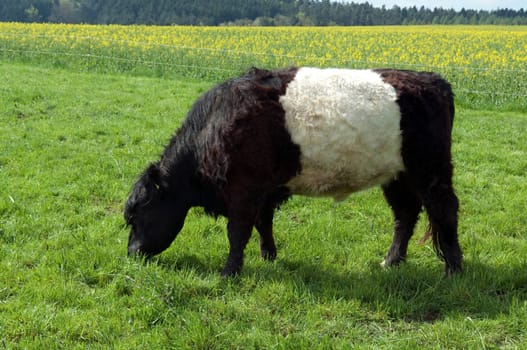 Galloway-Sattelrind, Belted, Galloway