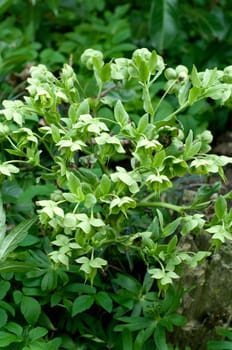 Stinkende, Nieswurz  Helleborus, foetidus
