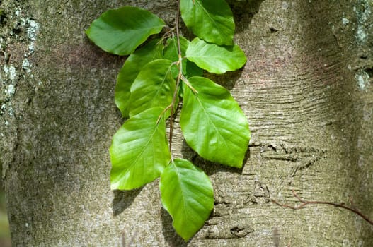 Buchenblatt  Buchenblaetter  Fruehling