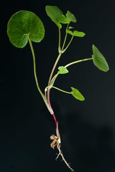 Scharbockskraut, Ranunculus, ficaria