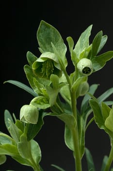 Stinkende, Nieswurz  Helleborus, foetidus