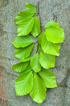 Buchenblatt  Buchenblaetter  Fruehling