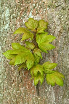 Ahornblatt  Ahornblaetter  Ahornbaum  Ahorn