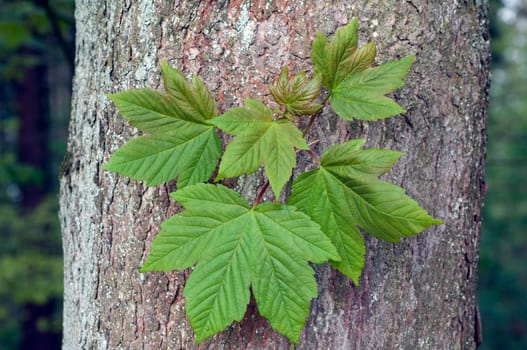 Ahornblatt  Ahornblaetter  Ahornbaum  Ahorn