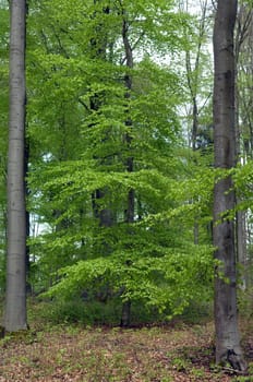 Buchenwald, Fruehling