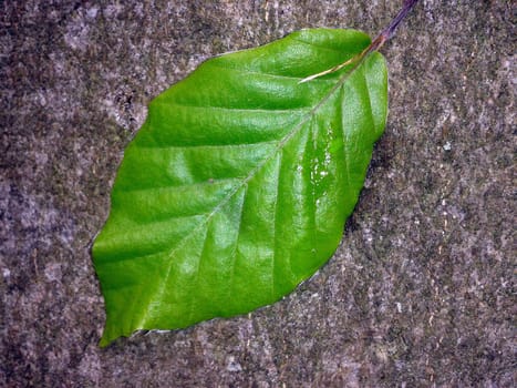 Buchenblatt  Buchenblaetter  Fruehling