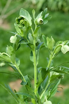 Stinkende, Nieswurz  Helleborus, foetidus