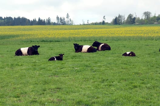 Galloway-Sattelrind, Belted, Galloway