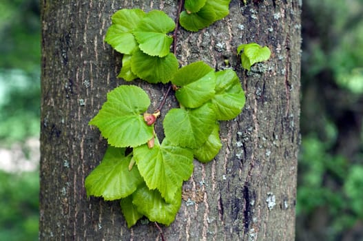 Lindenbaumblaetter, Tilia